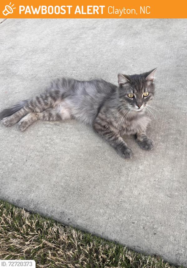 Found/Stray Male Cat last seen Wildflower drive , Clayton, NC 27520