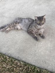 Found/Stray Male Cat last seen Wildflower drive , Clayton, NC 27520