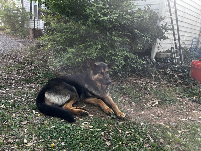 Shelter Stray Male Dog last seen ICU SECURITY-6 HR, Murfreesboro, TN 37129