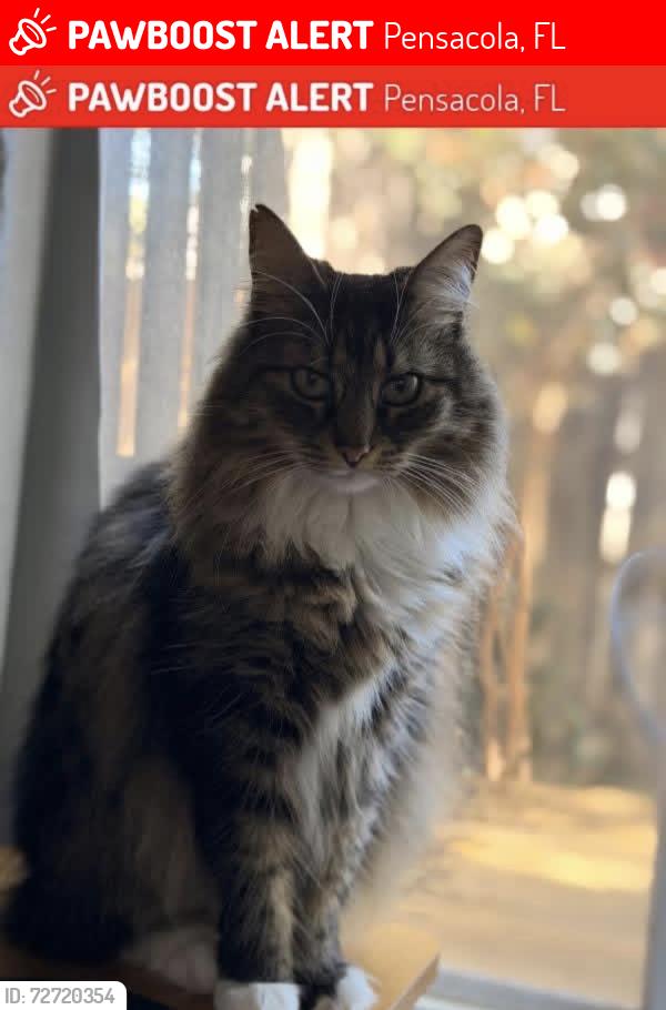 Lost Female Cat last seen Wimbledon, Silvertree, Spanish Trail, Summit Blvd, Pensacola, FL 32504