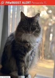 Lost Female Cat last seen Wimbledon, Silvertree, Spanish Trail, Summit Blvd, Pensacola, FL 32504