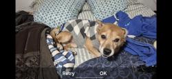 Lost Male Dog last seen Dalebrook ave, Zephyrhills, FL 33541