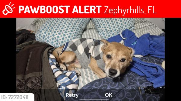 Lost Male Dog last seen Dalebrook ave, Zephyrhills, FL 33541