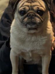 Found/Stray Female Dog last seen 26th Street and Monroe, Ogden, UT 84401