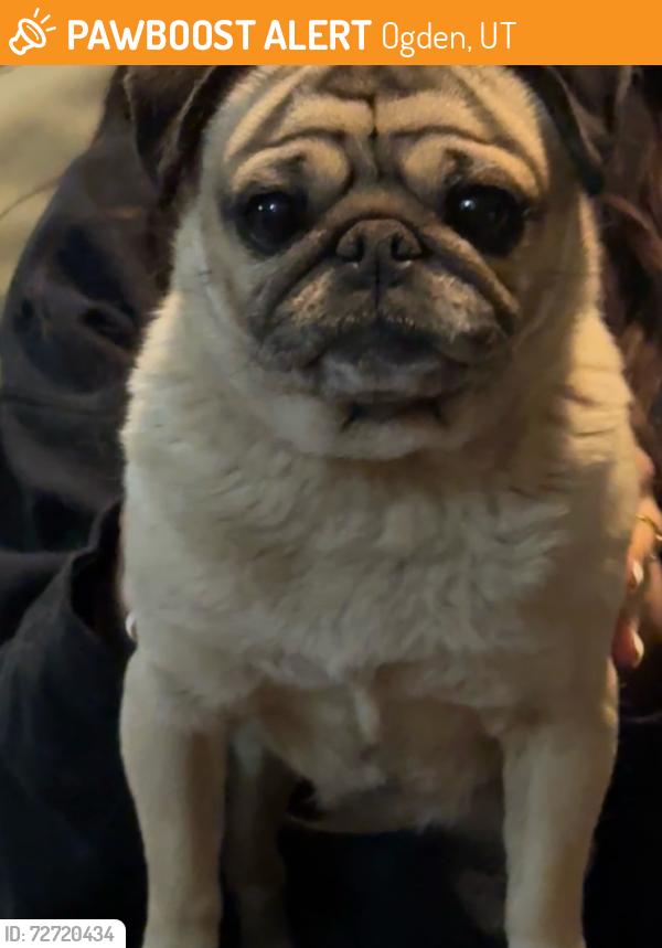 Found/Stray Female Dog last seen 26th Street and Monroe, Ogden, UT 84401