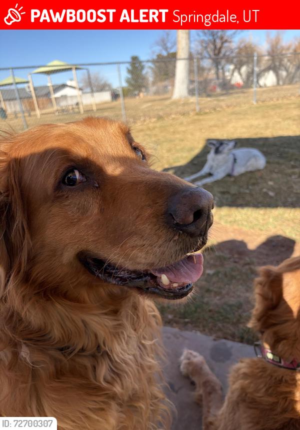 Lost Male Dog last seen Watchman Campground Zion National Park, Springdale, UT 84767