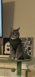 Lost Male Cat last seen Petfolk, Cary location , Cary, NC 27518