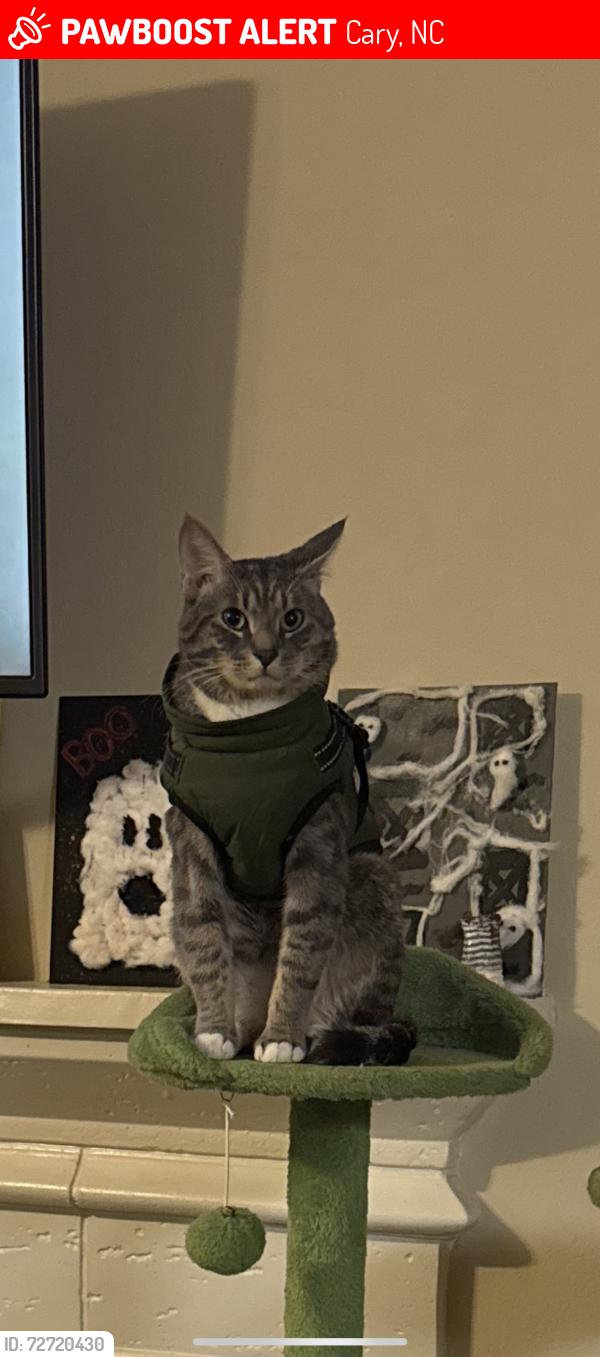 Lost Male Cat last seen Petfolk, Cary location , Cary, NC 27518