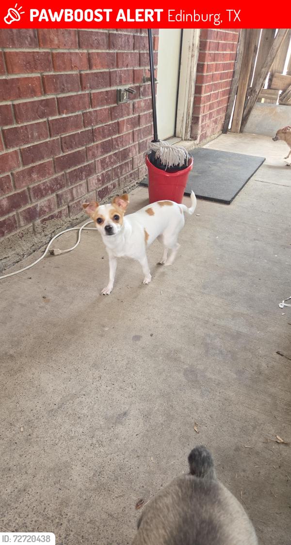 Lost Female Dog last seen Mon Mack and chapín , Edinburg, TX 78541