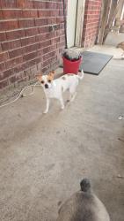 Lost Female Dog last seen Mon Mack and chapín , Edinburg, TX 78541