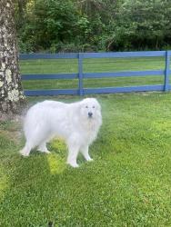Lost Female Dog last seen Lorraine @ Palmer, Sarasota, FL 34240