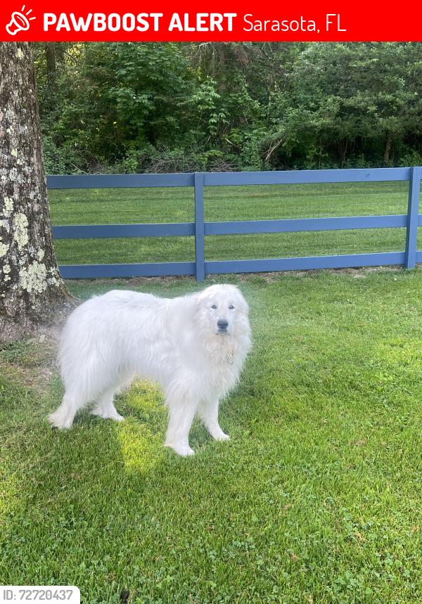 Lost Female Dog last seen Lorraine @ Palmer, Sarasota, FL 34240