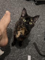 Lost Female Cat last seen Near oodles Wok evington Road, Leicester, England 