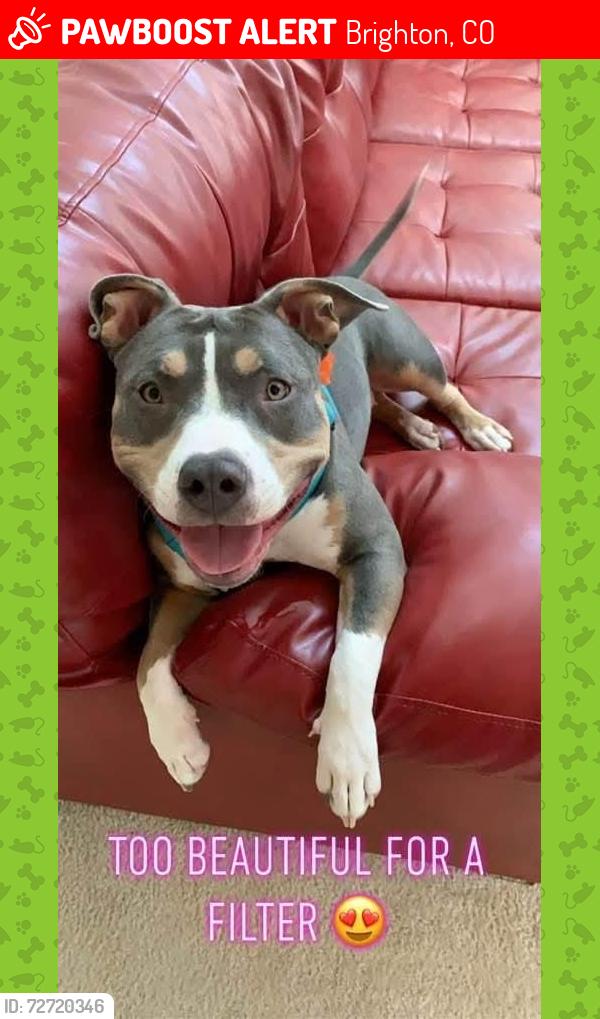 Lost Female Dog last seen Riverdale animal shelter, Brighton, CO 80601