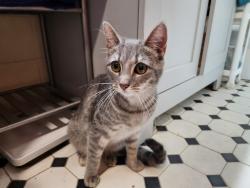 Found/Stray Female Cat last seen Sachem Place and Wascussee Lane, Stamford, CT 06902