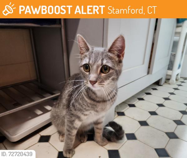 Found/Stray Female Cat last seen Sachem Place and Wascussee Lane, Stamford, CT 06902