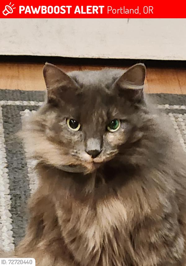 Lost Female Cat last seen Nevada St., Portland, OR 97219