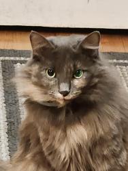 Lost Female Cat last seen Nevada St., Portland, OR 97219