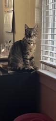 Lost Male Cat last seen Gaffey and Pacific, Los Angeles, CA 90731
