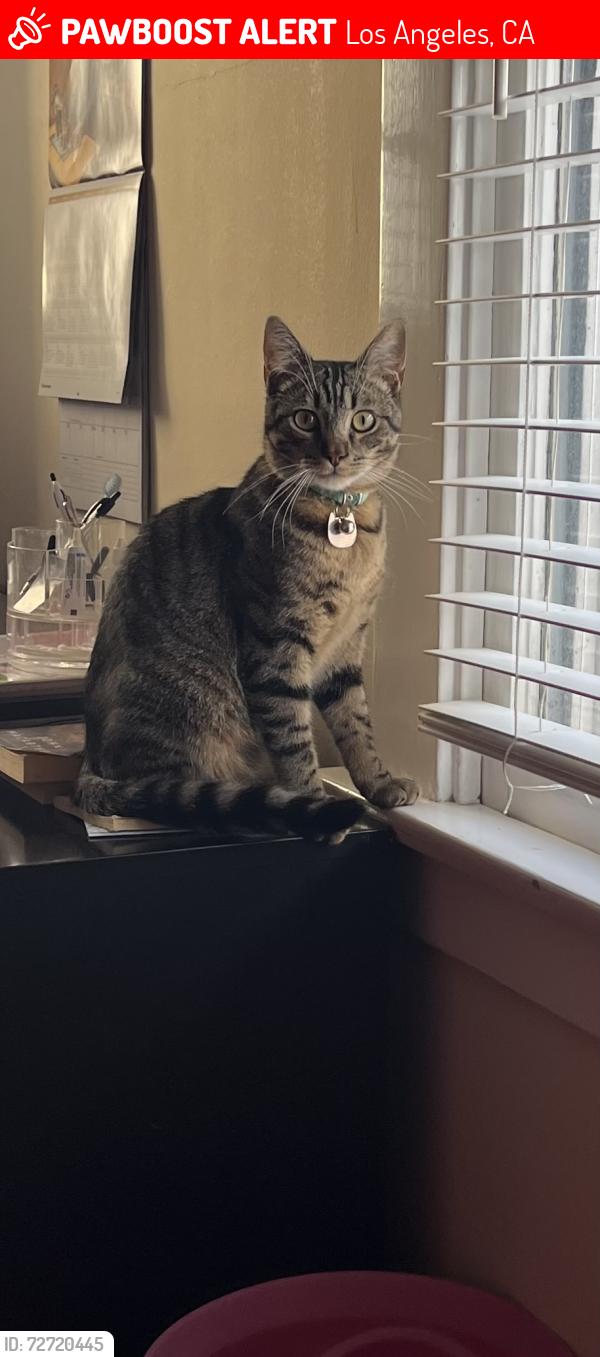 Lost Male Cat last seen Gaffey and Pacific, Los Angeles, CA 90731