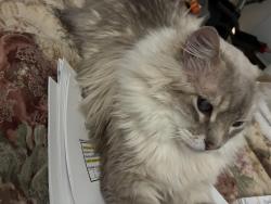 Lost Male Cat last seen Near Grant Middle School, Albuquerque, NM 87112