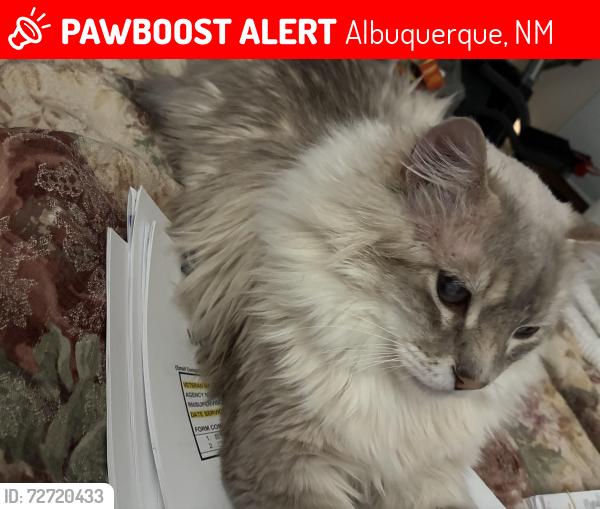 Lost Male Cat last seen Near Grant Middle School, Albuquerque, NM 87112