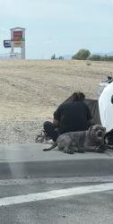 Found/Stray Male Dog last seen I-10 and 67th ave, Phoenix, AZ 85043