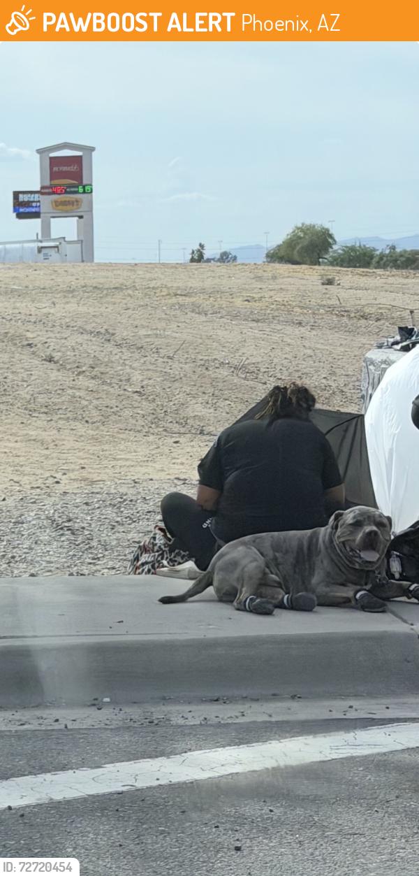 Found/Stray Male Dog last seen I-10 and 67th ave, Phoenix, AZ 85043