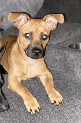 Lost Male Dog last seen Melrose Ave. nw, Roanoke, VA 24040