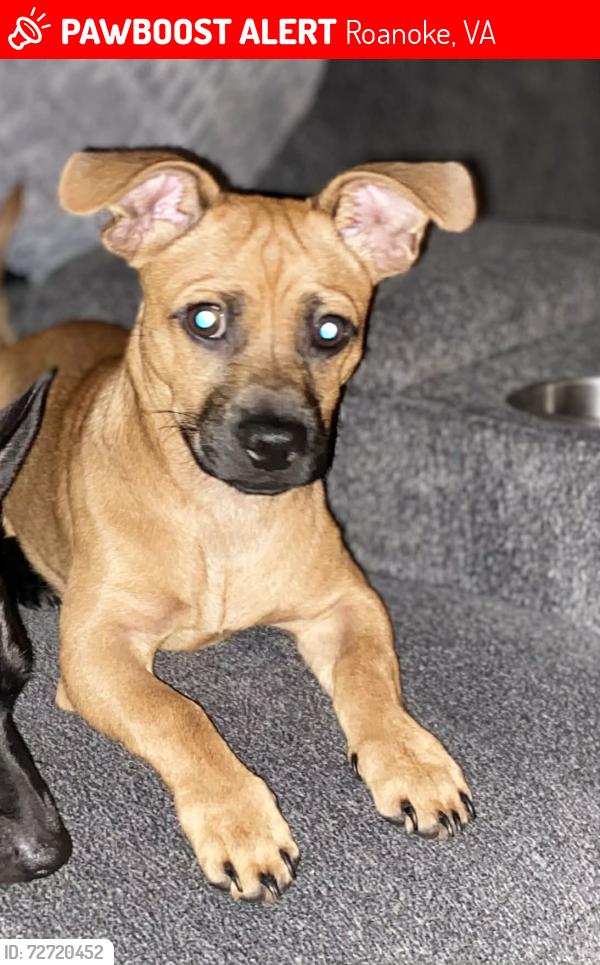 Lost Male Dog last seen Melrose Ave. nw, Roanoke, VA 24040