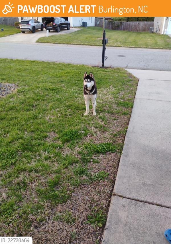 Found/Stray Male Dog last seen Brassfield dr in that neighborhood , Burlington, NC 27217