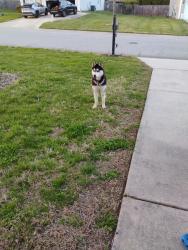 Found/Stray Male Dog last seen Brassfield dr in that neighborhood , Burlington, NC 27217