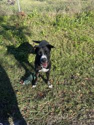 Lost Male Dog last seen Obt and Carroll st , Kissimmee, FL 34741