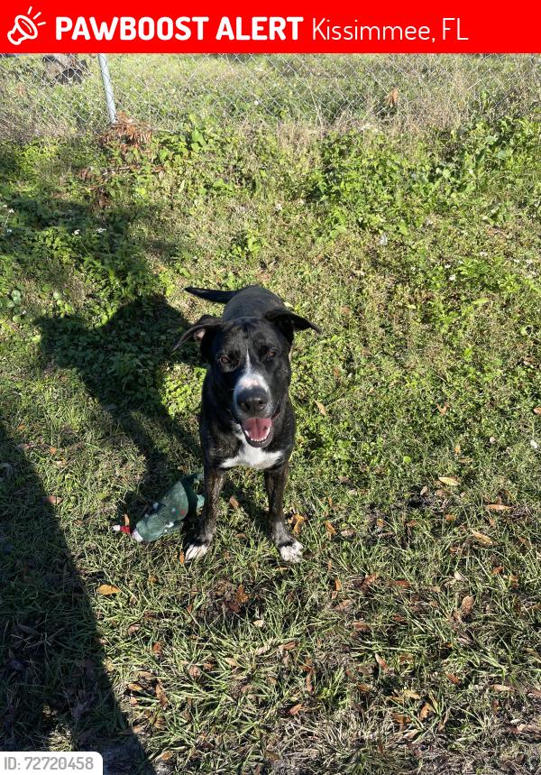 Lost Male Dog last seen Obt and Carroll st , Kissimmee, FL 34741