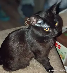 Lost Male Cat last seen Braums on pawnee, Wichita, KS 67211