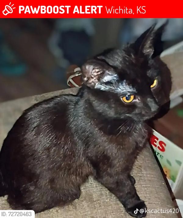 Lost Male Cat last seen Braums on pawnee, Wichita, KS 67211