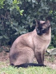 Found/Stray Male Cat last seen Waterwood drive , Wylie, TX 75098