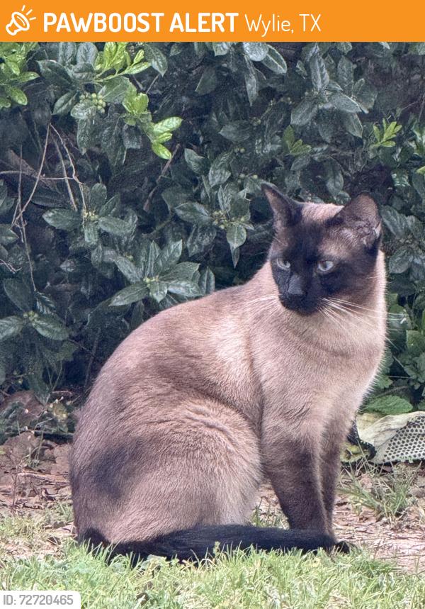 Found/Stray Male Cat last seen Waterwood drive , Wylie, TX 75098