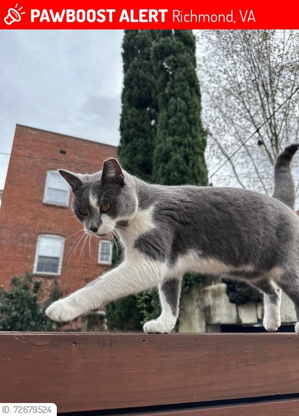 Lost Female Cat last seen Lakeview & Stafford, Richmond, VA 23220