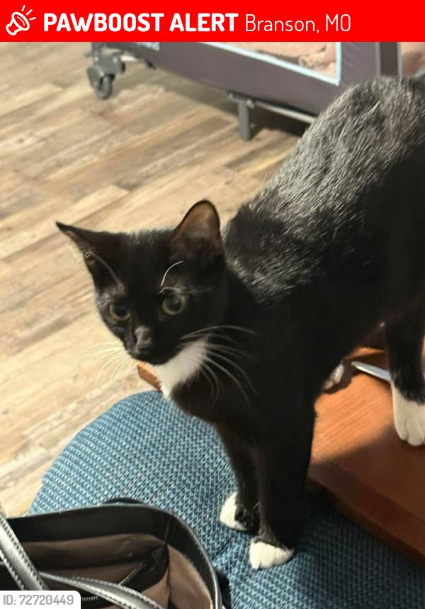 Lost Female Cat last seen Cliff drive, Branson, MO 65616
