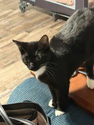 Lost Female Cat last seen Cliff drive, Branson, MO 65616