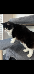 Lost Male Cat last seen Tuwa rd., Tomball, TX 77375