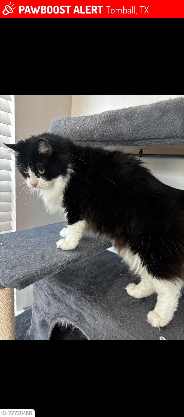 Lost Male Cat last seen Tuwa rd., Tomball, TX 77375