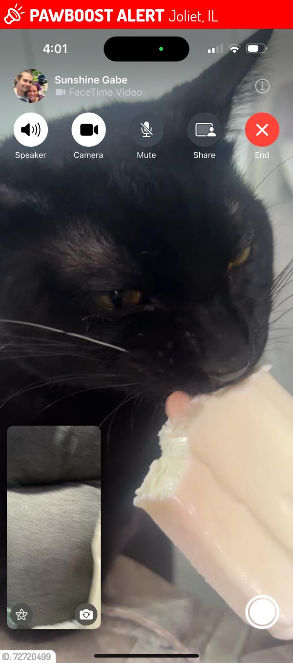 Lost Male Cat last seen Vine street and rte 30, Joliet, IL 60435