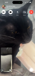 Lost Male Cat last seen Vine street and rte 30, Joliet, IL 60435