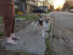 Found/Stray Male Dog last seen 11th St, Indianapolis, IN 46201
