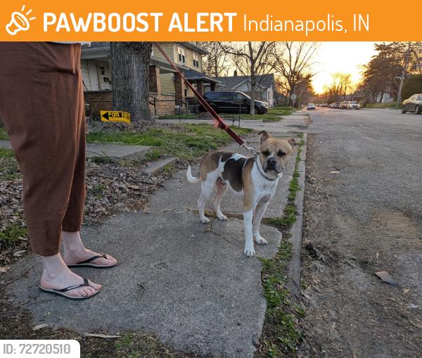 Found/Stray Male Dog last seen 11th St, Indianapolis, IN 46201