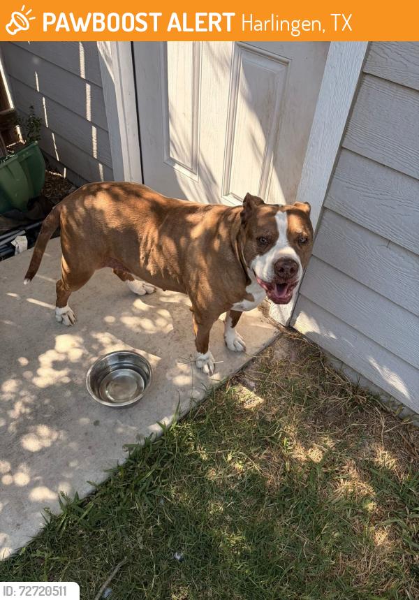 Found/Stray Female Dog last seen Multinational drive, Harlingen, TX 78550