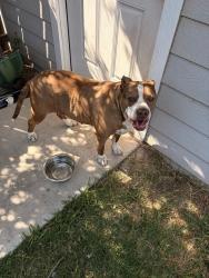 Found/Stray Female Dog last seen Multinational drive, Harlingen, TX 78550