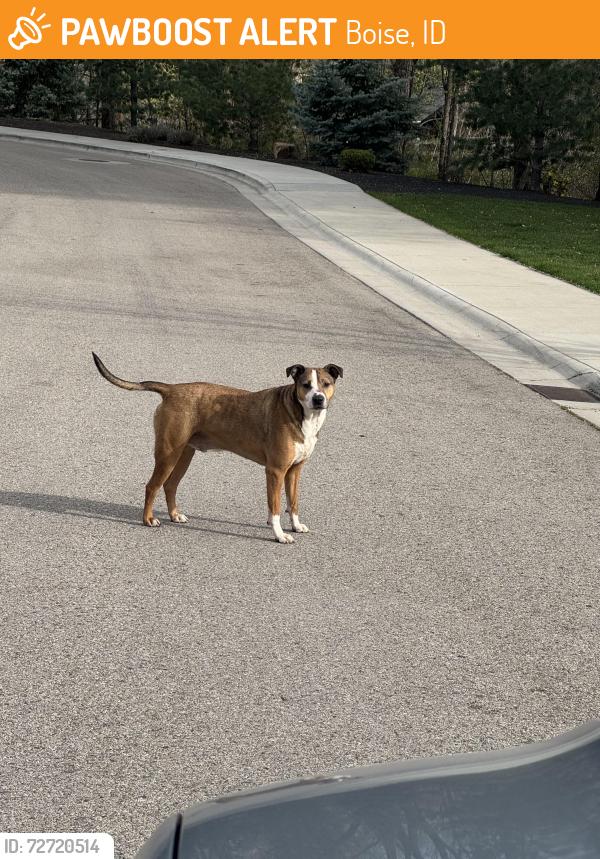 Found/Stray Unknown Dog last seen Off Hill road, Boise, ID 83703
